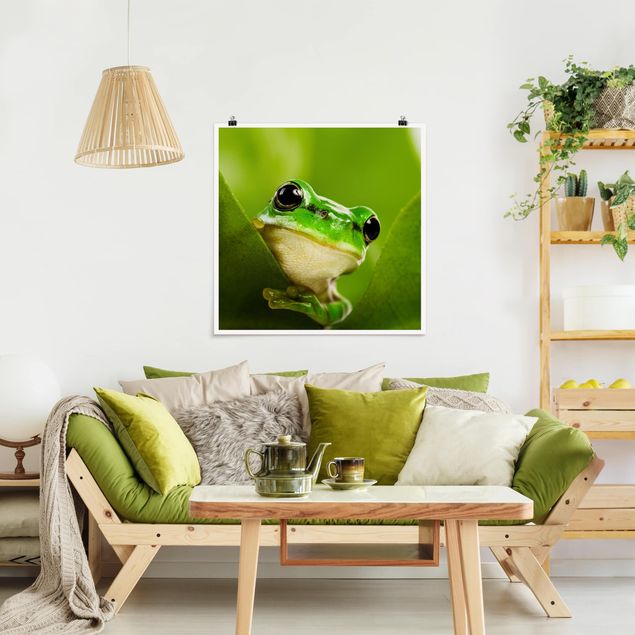 decoraçao para parede de cozinha Frog