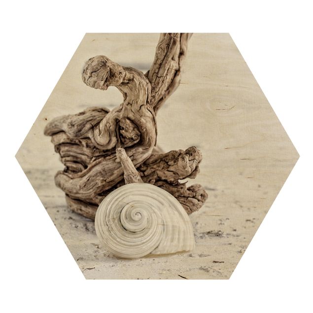 Quadros em madeira paisagens White Snail Shell And Burl