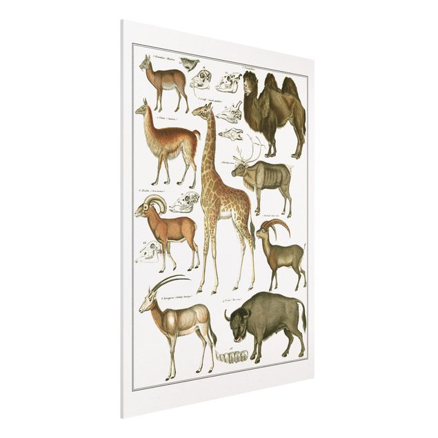 decoraçao para parede de cozinha Vintage Board Giraffe, Camel And IIama