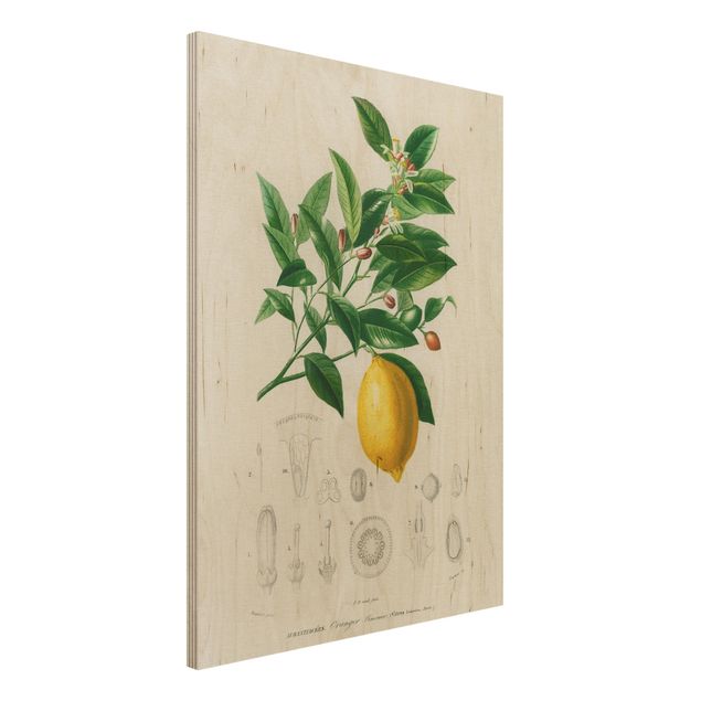 decoraçao para parede de cozinha Botany Vintage Illustration Of Lemon