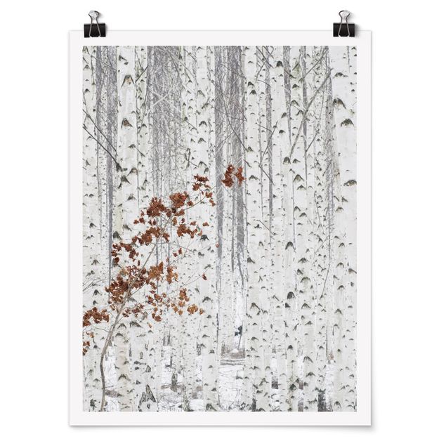 Posters em preto e branco Birch Trees In Autumn