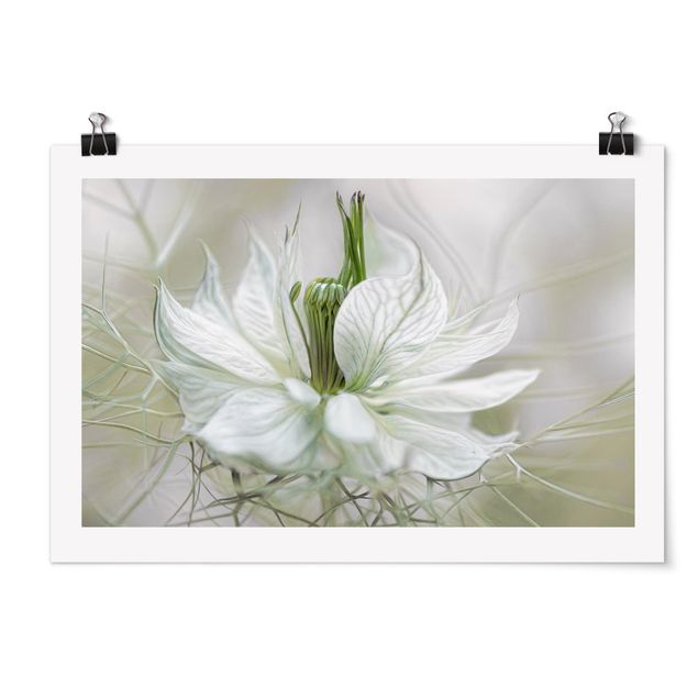 quadros de flores White Nigella