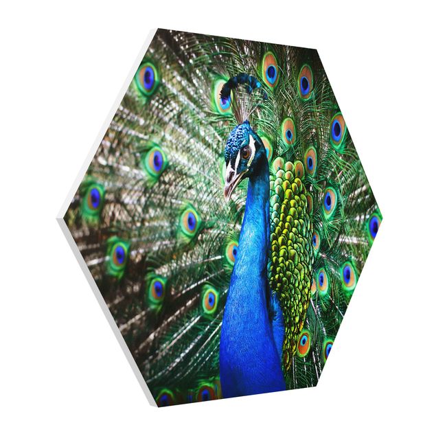 quadro animal Noble Peacock