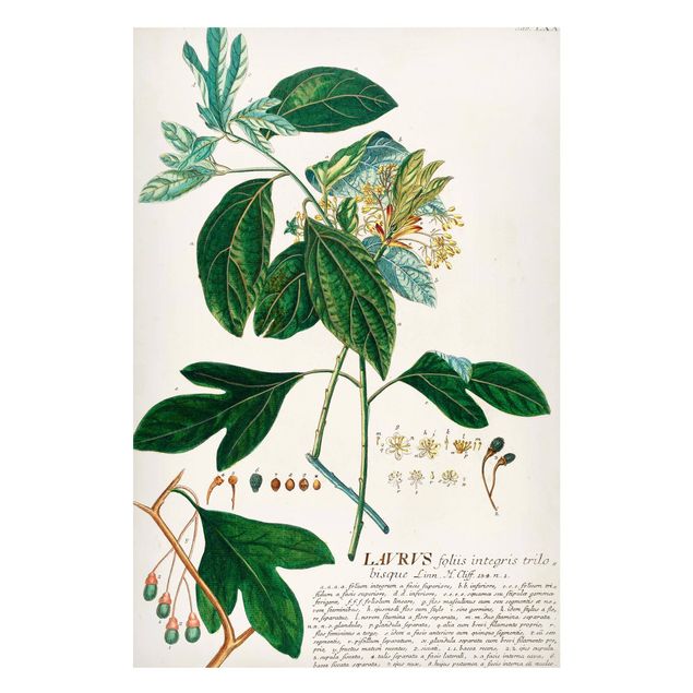 Quadros magnéticos flores Vintage Botanical Illustration Laurel