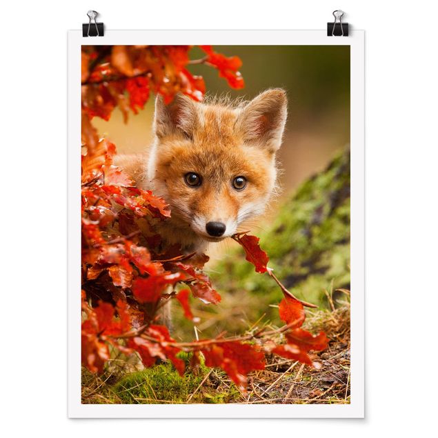Posters flores Fox In Autumn