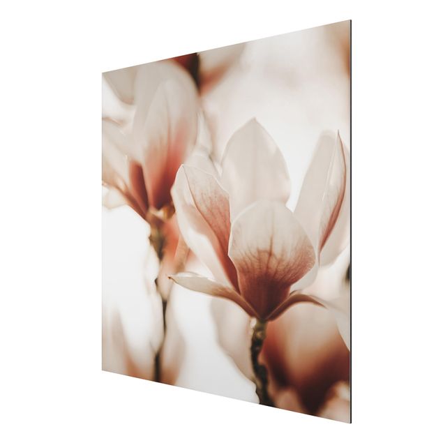 quadro com flores Delicate Magnolia Flowers In An Interplay Of Light And Shadows
