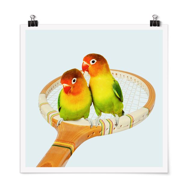 Posters animais Tennis With Birds