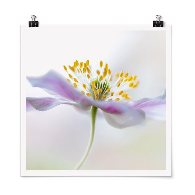 Quadros florais Windflower In White