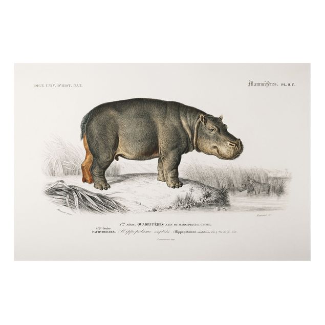 quadro com cavalo Vintage Board Hippo