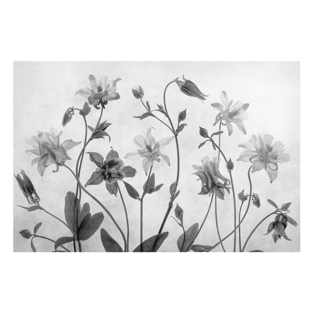 Quadros magnéticos flores Forest Aquilegia Black And White