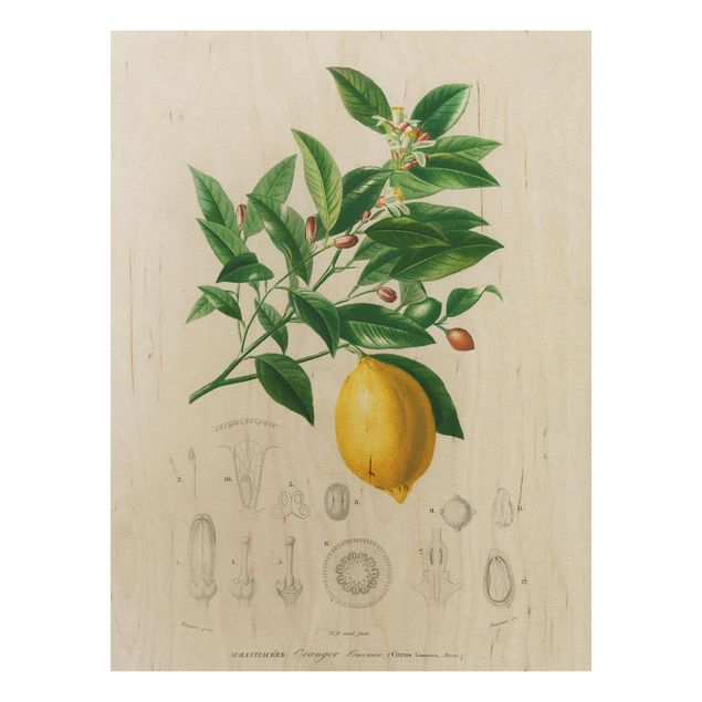 Quadros em madeira flores Botany Vintage Illustration Of Lemon