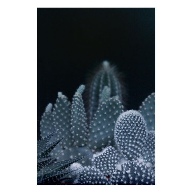 Quadros magnéticos flores Familiy Of Cacti At Night