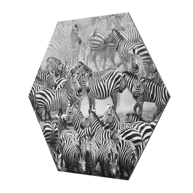 quadros preto e branco para decoração Zebra herd II