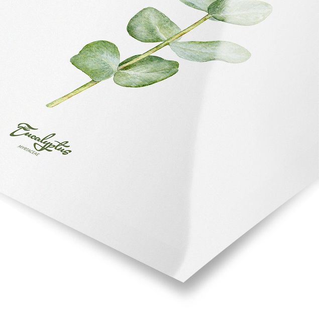 poster decoração Watercolour Botany Eucalyptus