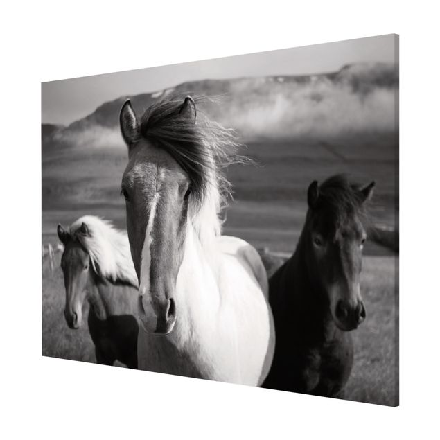 Quadros magnéticos animais Wild Horses Black And White