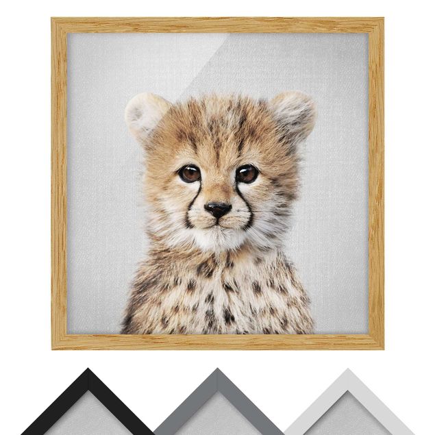 Quadros decorativos Baby Cheetah Gino