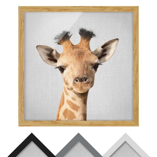 quadros preto e branco para decoração Baby Giraffe Gandalf