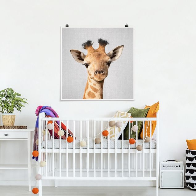 Quadros girafas Baby Giraffe Gandalf