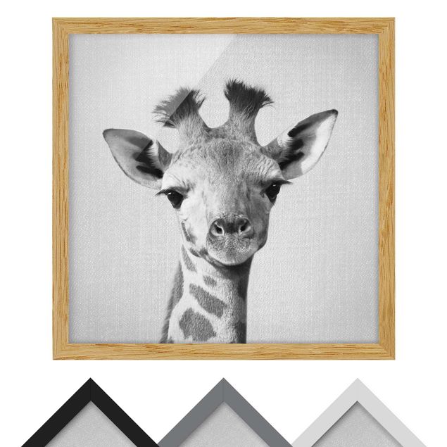 quadros preto e branco para decoração Baby Giraffe Gandalf Black And White
