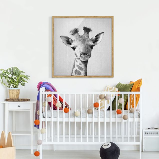 Quadros com moldura em preto e branco Baby Giraffe Gandalf Black And White