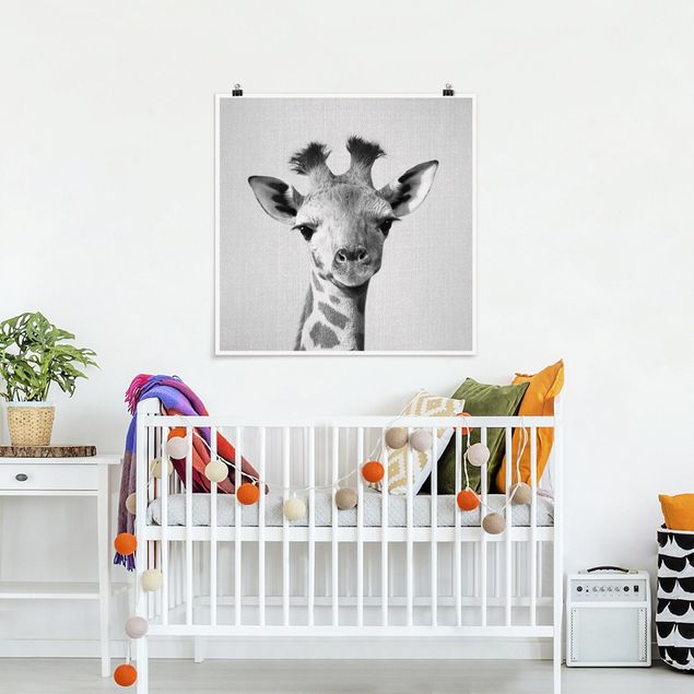 Quadros girafas Baby Giraffe Gandalf Black And White