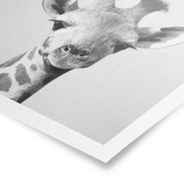 quadros modernos para quarto de casal Baby Giraffe Gandalf Black And White
