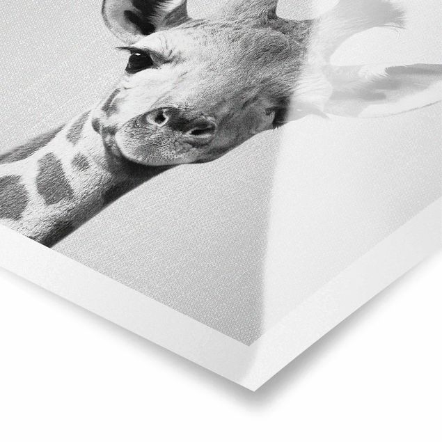 quadros preto e branco para decoração Baby Giraffe Gandalf Black And White