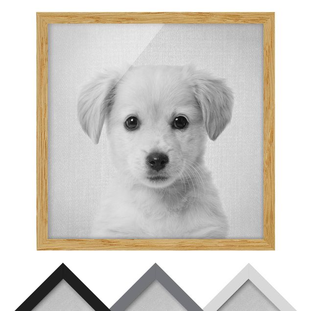 quadros em preto e branco Baby Golden Retriever Gizmo Black And White