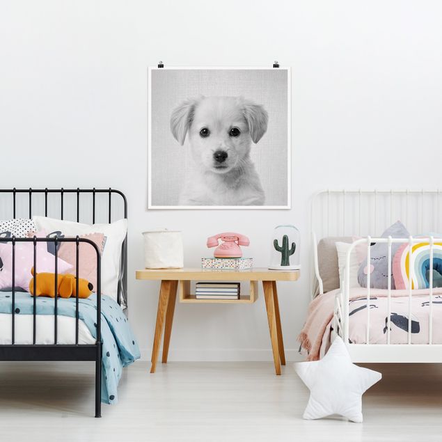 Posters em preto e branco Baby Golden Retriever Gizmo Black And White