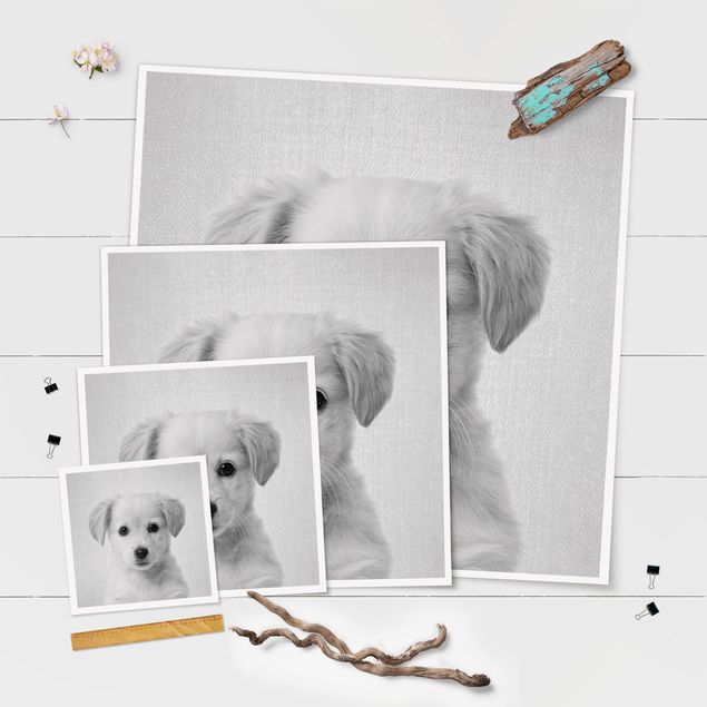 Posters Baby Golden Retriever Gizmo Black And White