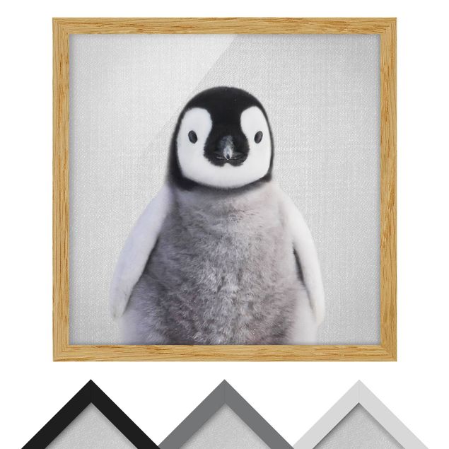 quadros para parede Baby Penguin Pepe