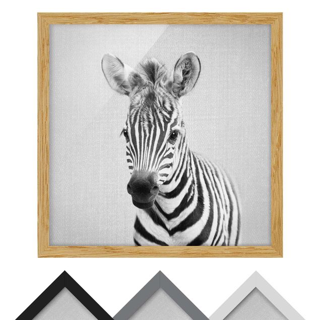 quadros preto e branco para decoração Baby Zebra Zoey Black And White