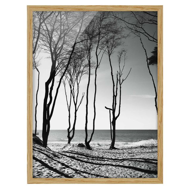 quadros de paisagens Trees At the Baltic Sea