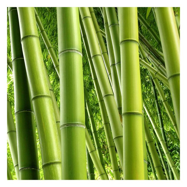 mural para parede Bamboo Trees