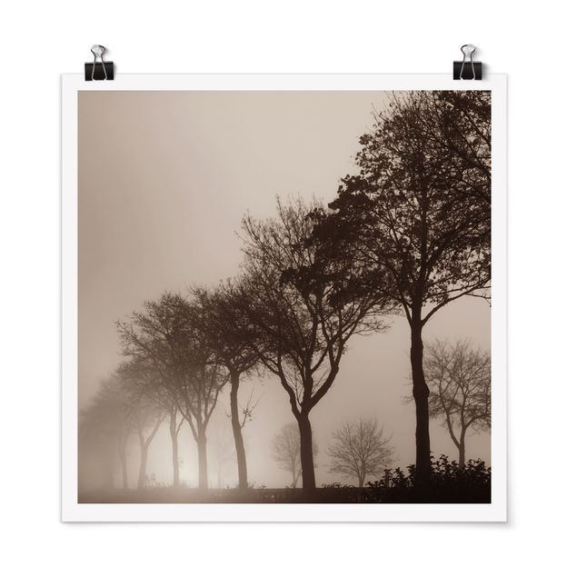 Posters paisagens Tree Avanue In Morning Mist
