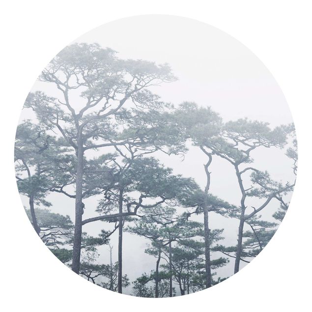 paisagens naturais papel de parede Treetops In Fog