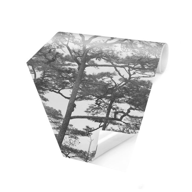 murais de parede Treetops In Fog Black And White