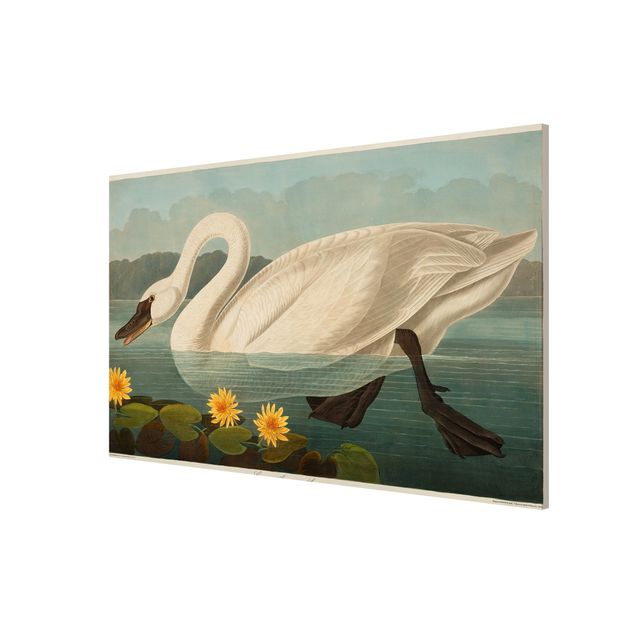 Quadros florais Vintage Board American Swan