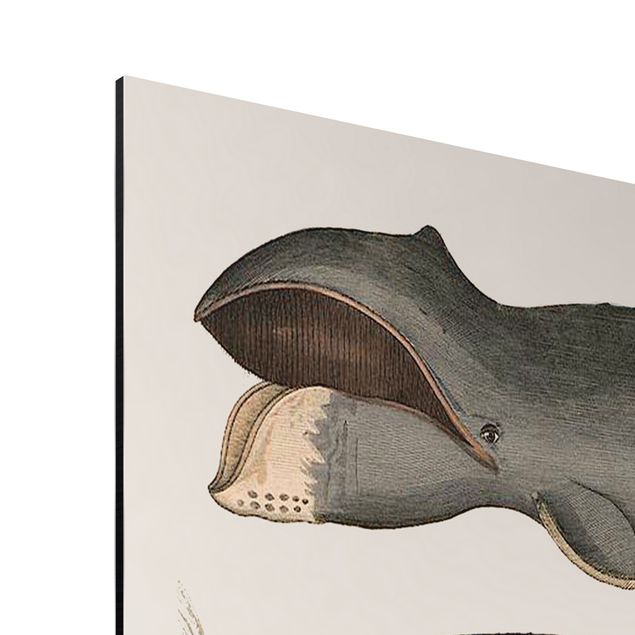 Quadros animais Five Vintage Whales