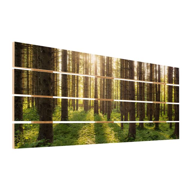 quadros em madeira para decoração Sun Rays In Green Forest