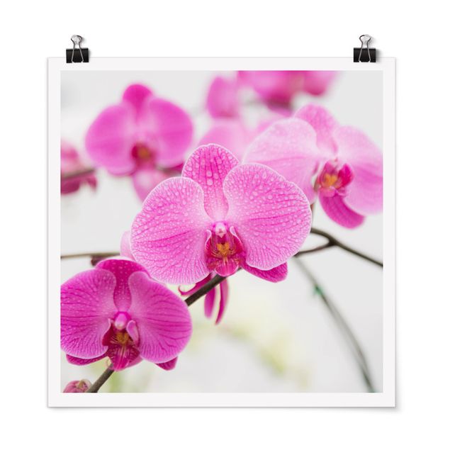 Posters flores Close-Up Orchid