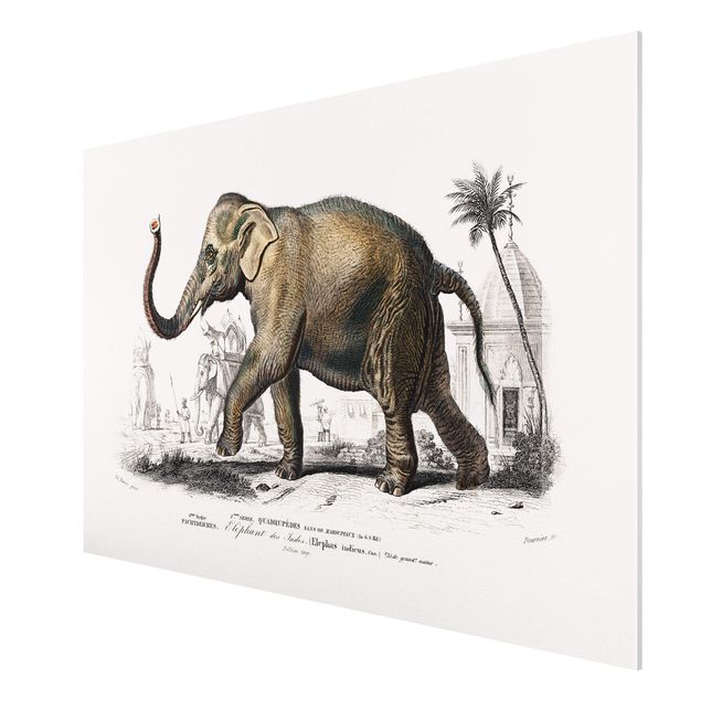quadros de paisagens Vintage Board Elephant