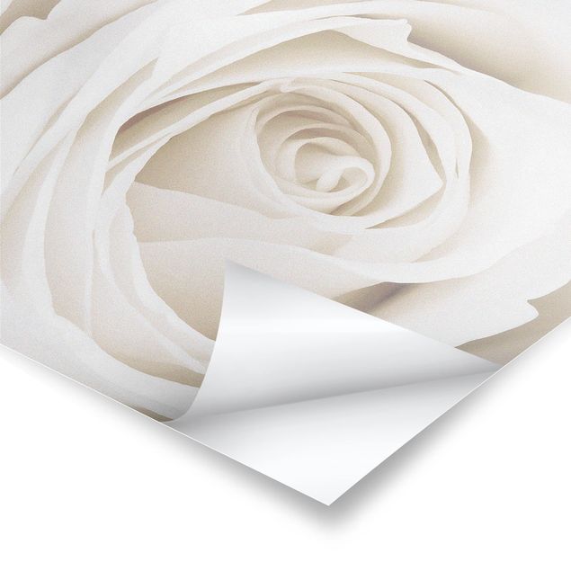 poster decoração Pretty White Rose