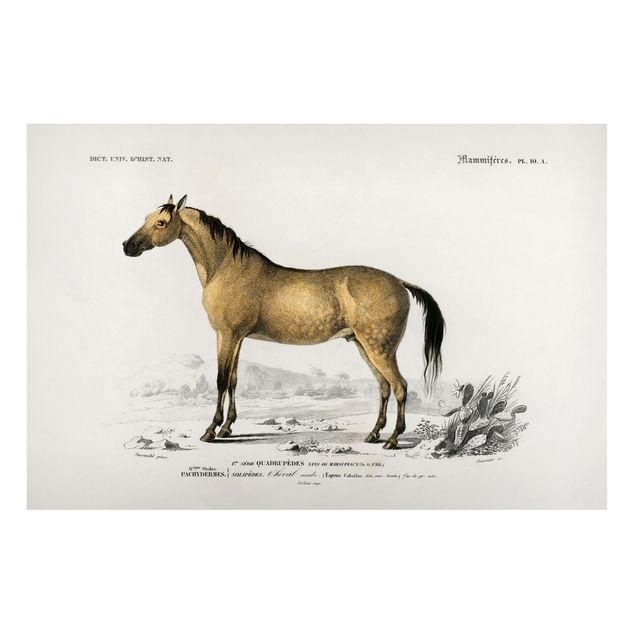 Quadros cavalos Vintage Board Horse