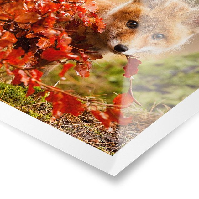 Quadros florais Fox In Autumn