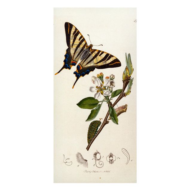 quadro com borboleta John Curtis - A Scarce Swallow-Tail Butterfly