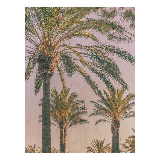 Quadros em madeira flores Palm Trees At Sunset
