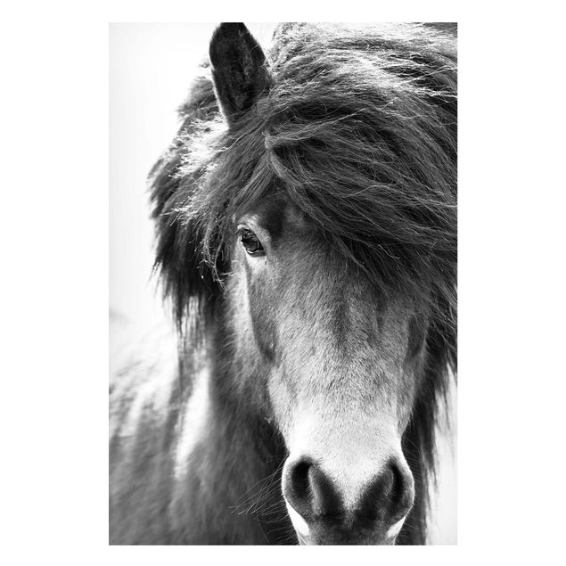 quadro com cavalo Icelandic Horse In Black And White