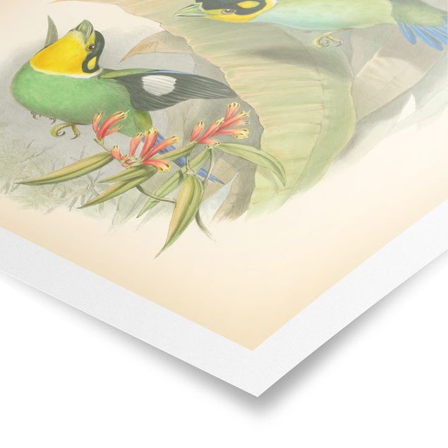 quadro decorativo verde Vintage Illustration Tropical Birds
