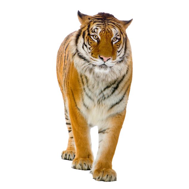 Autocolantes para vidros animais Banyan tiger